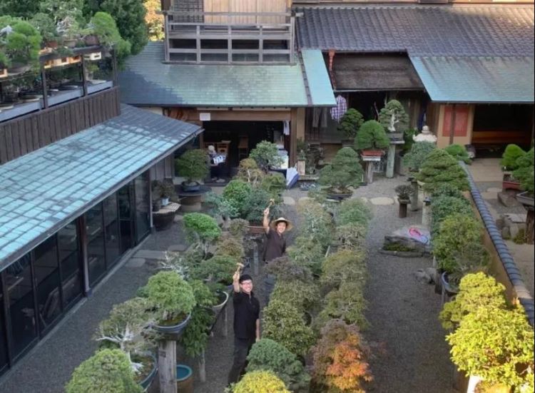 专访丨小林国雄 用了45年时间才看到盆栽真正的神髓与奥义 日本通