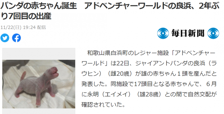 旅日熊猫 良浜 在和歌山喜诞宝宝 日本通 旅日熊猫 良浜 在和歌山喜诞宝宝 日本通