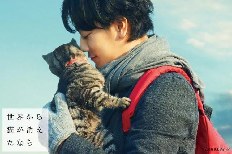 为什么日本人那么喜欢猫？