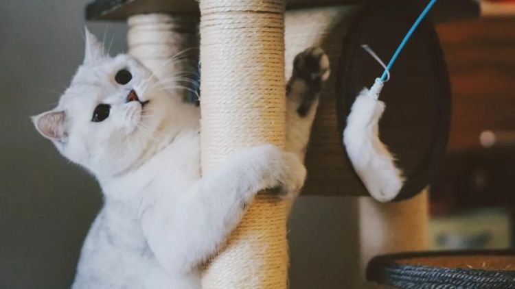 为什么日本人那么喜欢猫？