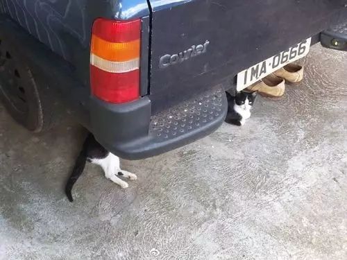 如果猫会上网 最想拉黑的就是这个日本人 日本通 如果猫会上网 最想拉黑的就是这个日本人 日本通