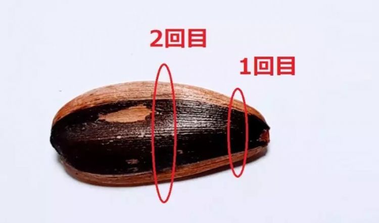 为什么日本人不会嗑瓜子？ 