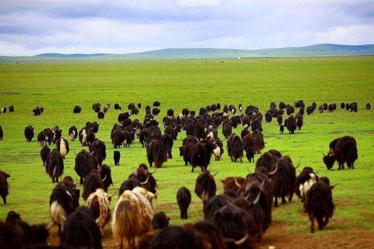 中日节气风物志 | 因为爱情，可以忍受不洗澡？