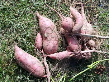 日本酒就是清酒？那你就错了