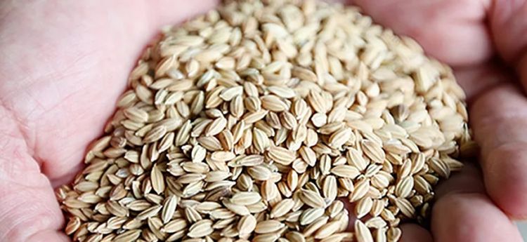 日本酒就是清酒？那你就错了