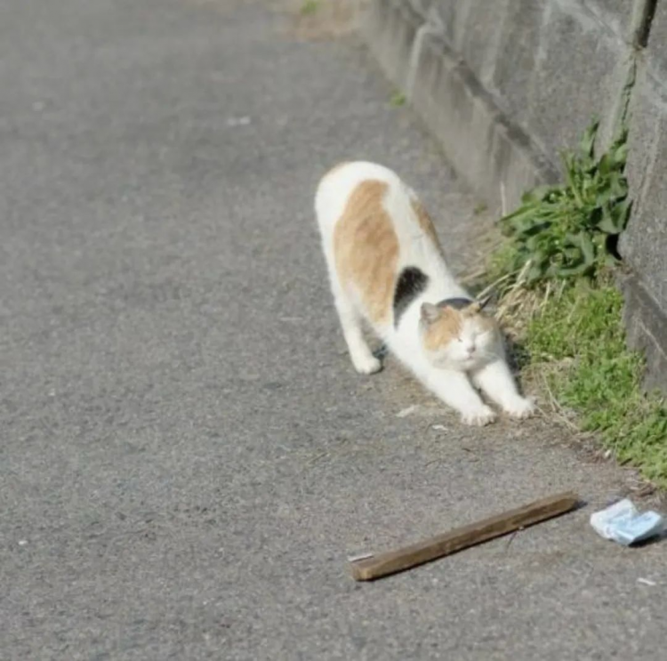 日本最早2月底开始接种新冠疫苗；日版《微微一笑很倾城》预告丨百通板 第12期