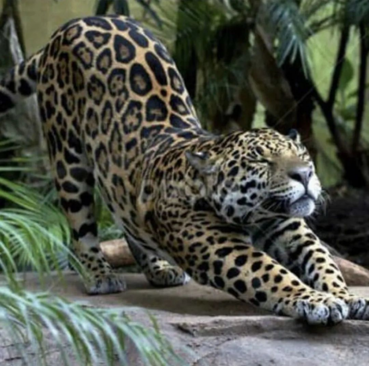 日本最早2月底开始接种新冠疫苗；日版《微微一笑很倾城》预告丨百通板 第12期