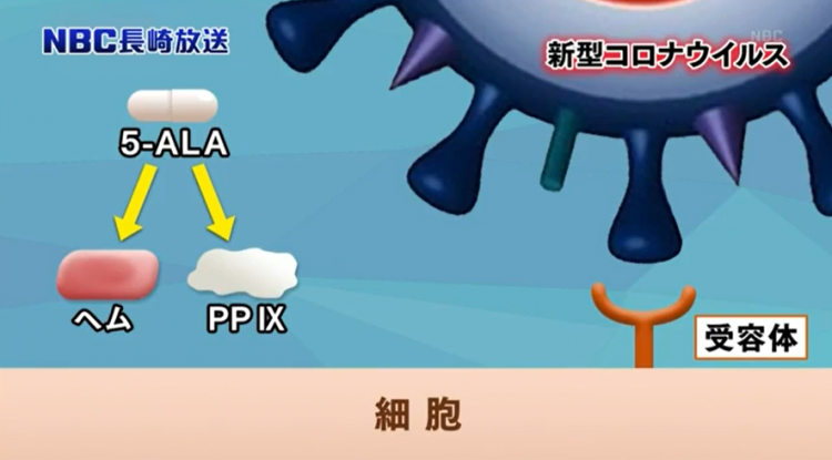 长崎大学发现5-氨基乙酰丙酸能有效阻断新冠病毒