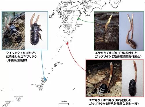 日本人发现了长在蟑螂身上的「冬虫夏草」