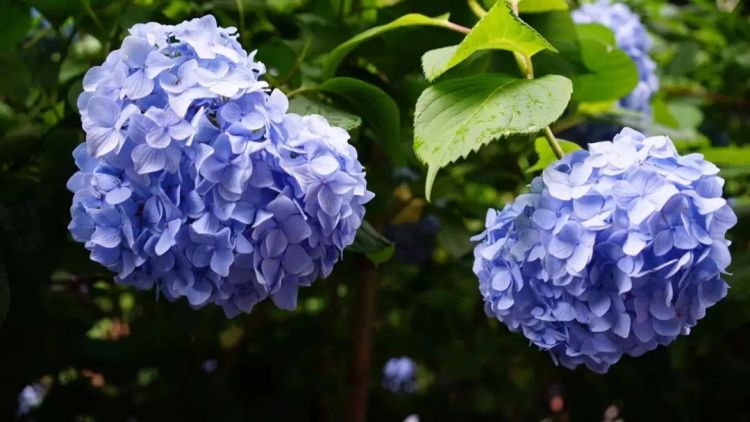 日本的雨文化：纤细、多情与神经质