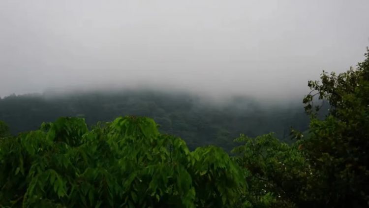 日本的雨文化：纤细、多情与神经质