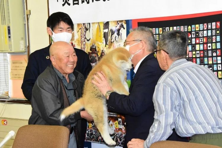 秋田县送秋田犬帮福岛除野猪；日本开始研发新冠疫苗丨百通板 第29期