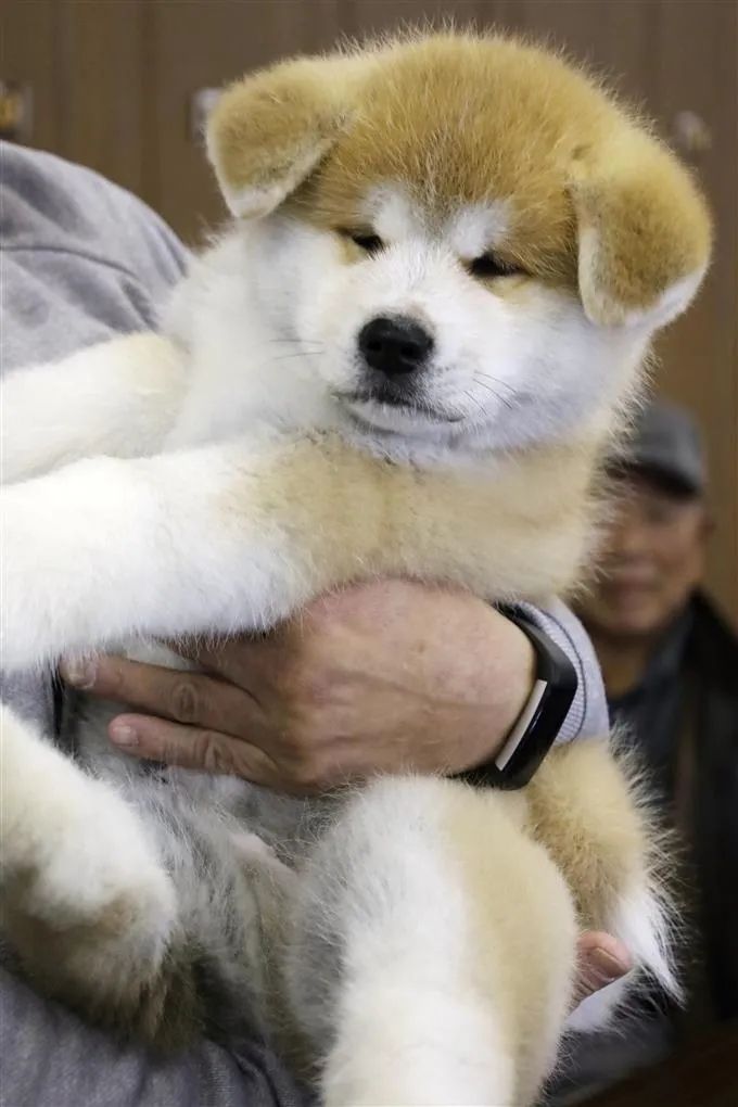 秋田县送秋田犬帮福岛除野猪；日本开始研发新冠疫苗丨百通板 第29期