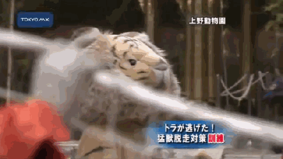 日本的动物出逃演习，我真的不愿再笑