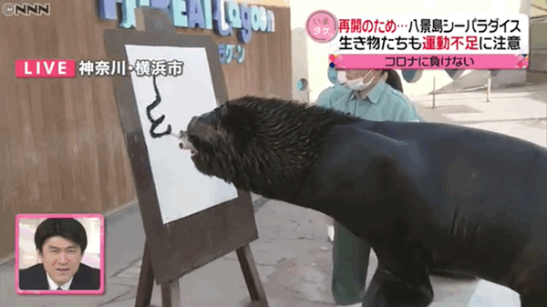 在日本的动物园散步才是正经事