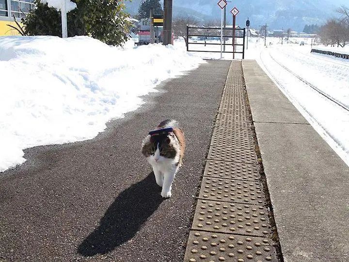 为了猫，他留在核泄漏区生活了10年