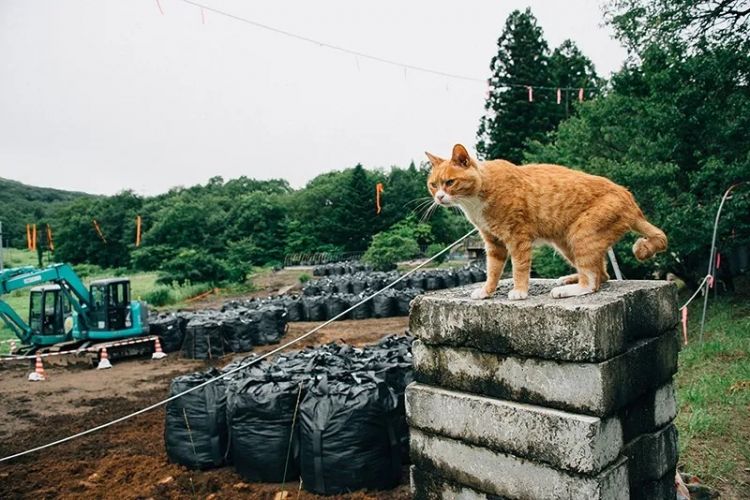 为了猫，他留在核泄漏区生活了10年