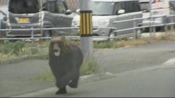 日本街头惊现棕熊狂奔伤人，已致多人受伤一人重伤