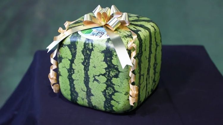 日本又开始卖方形西瓜了，1万1个还不甜