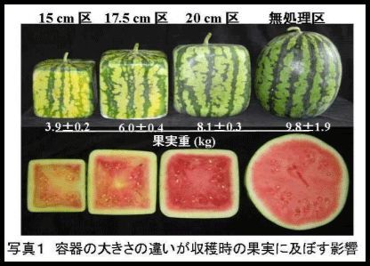 日本又开始卖方形西瓜了，1万1个还不甜