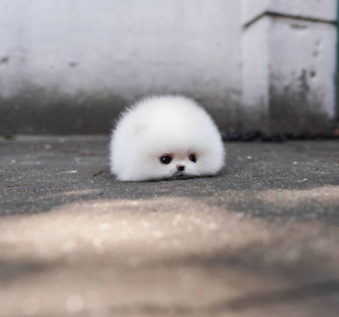 日本网友恶搞东京奥运图标;丰田取消奥运电视广告投放;日本最帅最美高中生丨百通板 第39期 日本网友恶搞东京奥运图标;丰田取消奥运电视广告投放;日本最帅最美高中生丨百通板 第39期