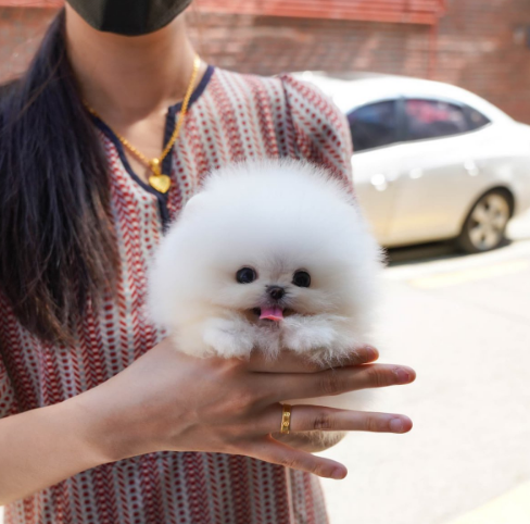 日本网友恶搞东京奥运图标;丰田取消奥运电视广告投放;日本最帅最美高中生丨百通板 第39期 日本网友恶搞东京奥运图标;丰田取消奥运电视广告投放;日本最帅最美高中生丨百通板 第39期