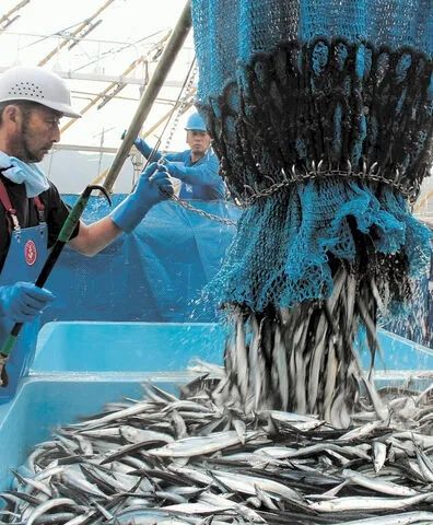 日本鲜秋刀鱼有点贵，咱能吃点国产货不？