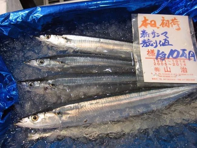 日本鲜秋刀鱼有点贵，咱能吃点国产货不？