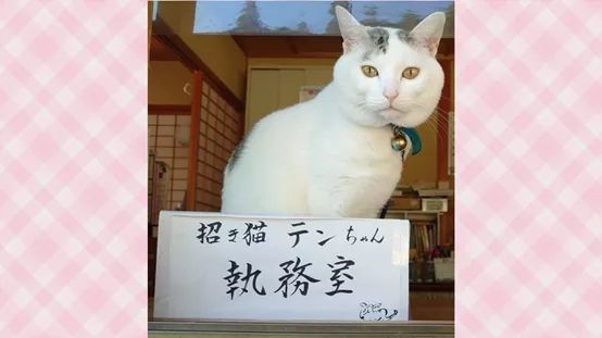 日本的招财猫，也开始内卷起来了