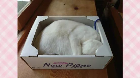 日本的招财猫，也开始内卷起来了