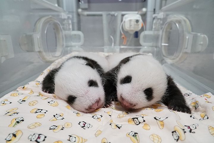 上野动物园大熊猫“真真”时隔四年再次分娩，顺利生下双胞胎