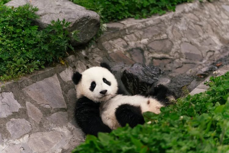 日本人把大熊猫养成了摇钱树