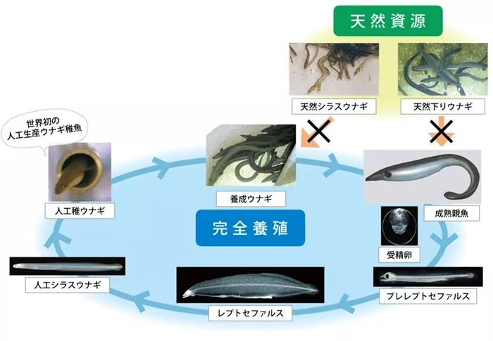 为什么日本人要用中国鳗鱼冒充日本鳗鱼？