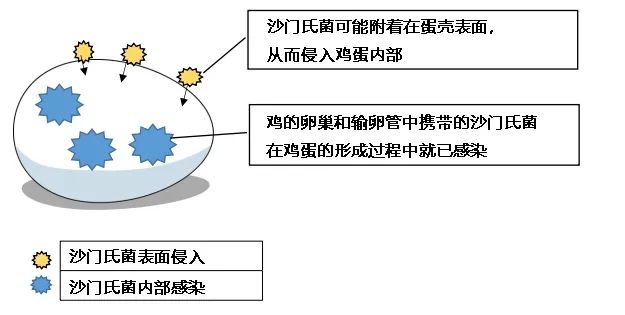 为什么日本人喜欢吃生鸡蛋？