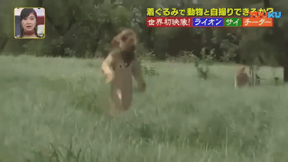 日本综艺把人扔进真狮子堆里自拍，看之前没想到能这么好笑
