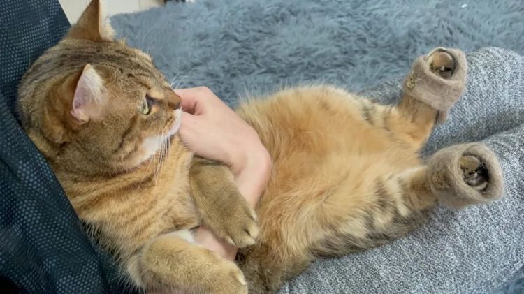 猪猪字幕组宣布整改关闭；半泽直树3要来了；全家便利店漏税1.3亿丨百通板 第73期