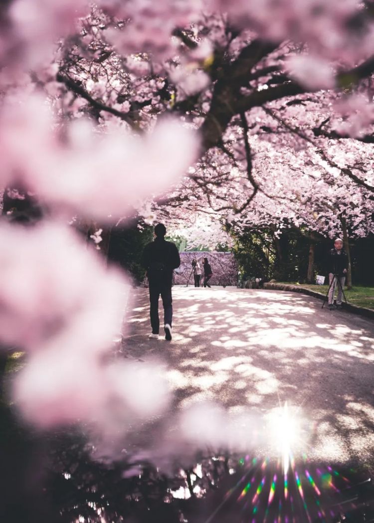 88张图告诉你，日本的樱花到底有多美