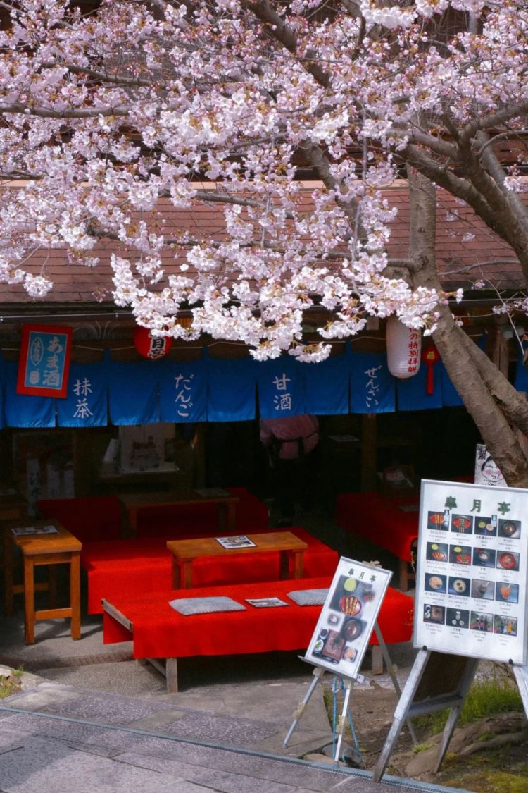 88张图告诉你，日本的樱花到底有多美