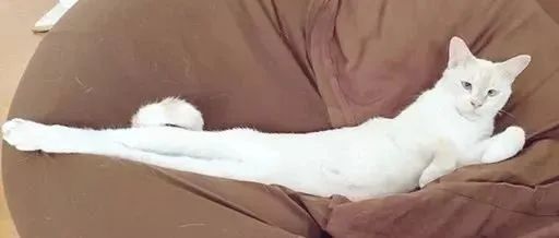 日本有个“猫伸长协会”，里面的猫也太太太长了！ - 日本通