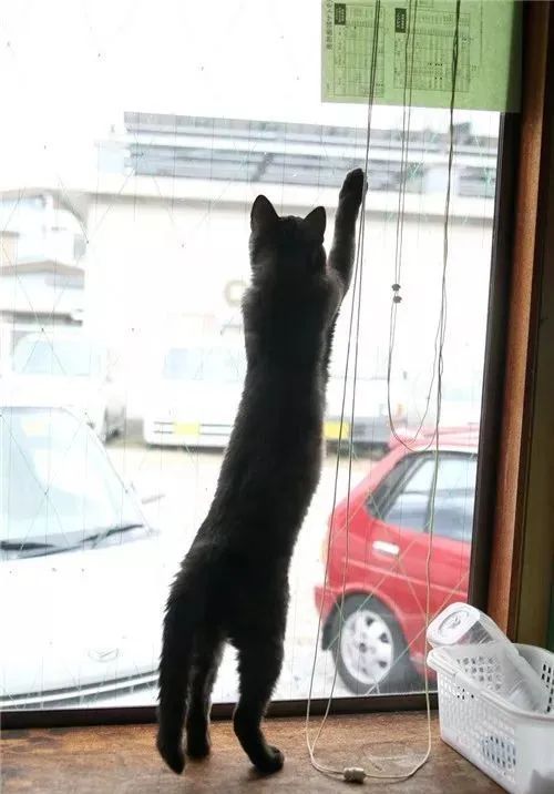 日本有个“猫伸长协会”，里面的猫也太太太长了！ - 日本通