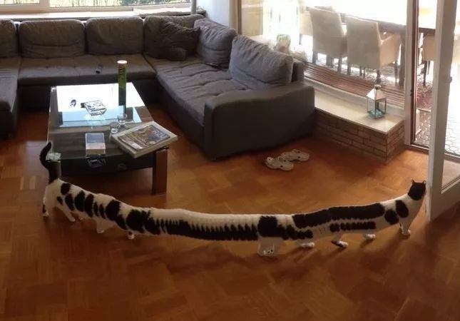 日本有个“猫伸长协会”，里面的猫也太太太长了！