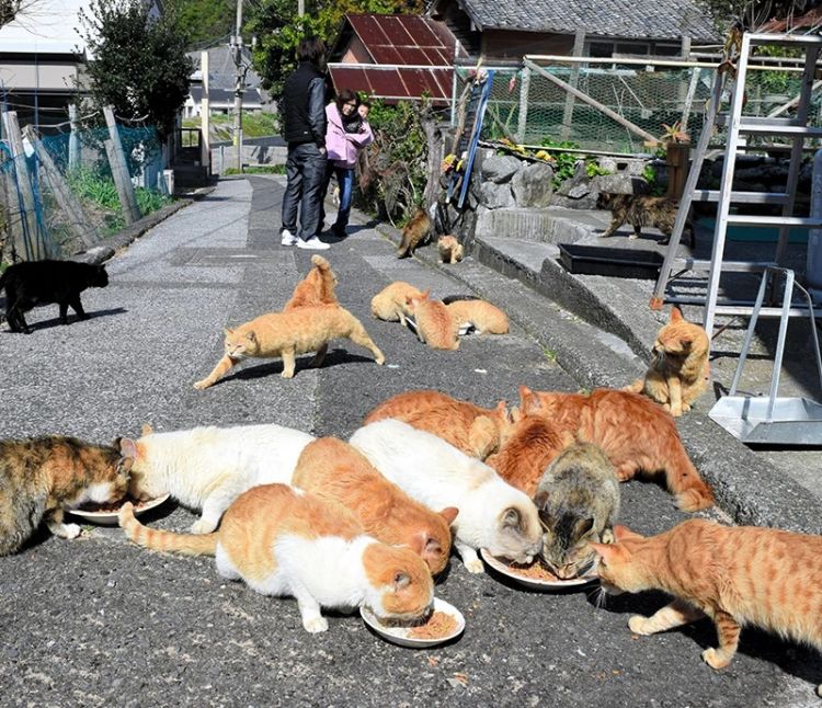日本大分县深岛——一座生活简单朴素的 猫岛”