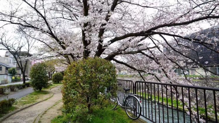 在日本骑自行车，规矩太多了