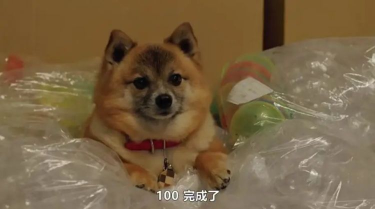 这部日剧，才是先婚后爱里的天花板！