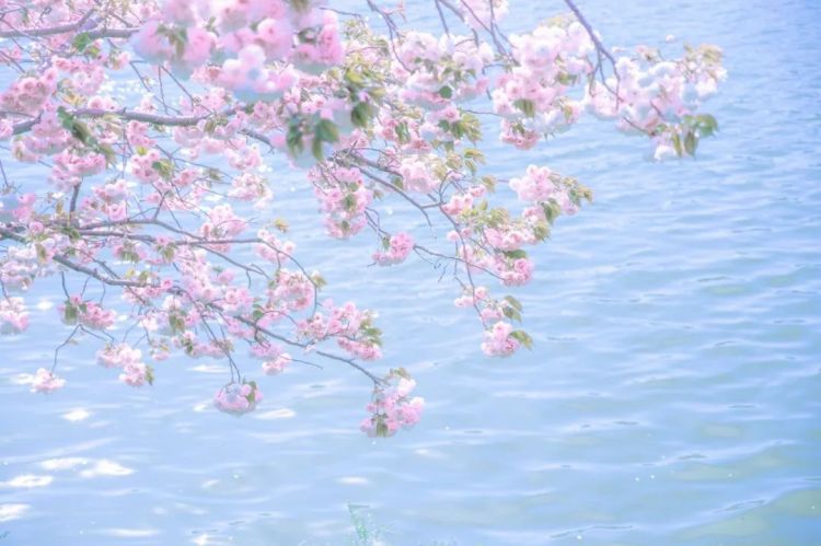 第136期：佳子公主搞特殊被骂；广末凉子承认出轨；福岛核污染水排海设备开始试运行