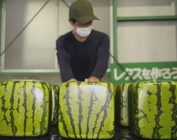 第140期：日本计划最早8月实施核污水排海；熊本熊时隔三年半来访中国