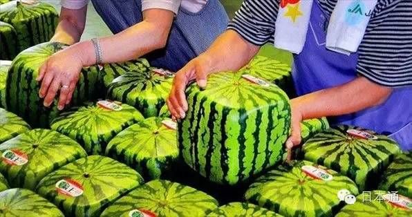 日本人真的吃不起西瓜吗？