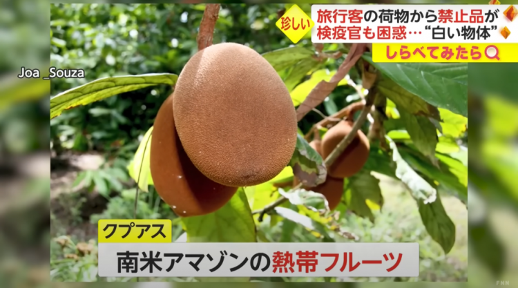 日本海关杀疯了,机场免税店买的也被没收,黑人小哥带了100多斤香蕉却通关了… 日本海关杀疯了,机场免税店买的也被没收,黑人小哥带了100多斤香蕉却通关了…