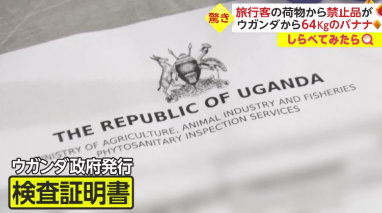 日本海关杀疯了,机场免税店买的也被没收,黑人小哥带了100多斤香蕉却通关了… 日本海关杀疯了,机场免税店买的也被没收,黑人小哥带了100多斤香蕉却通关了…