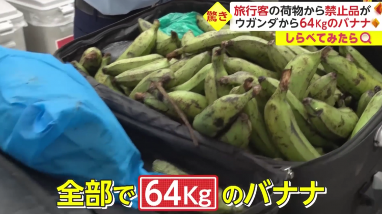 日本海关杀疯了，机场免税店买的也被没收，黑人小哥带了100多斤香蕉却通关了…
